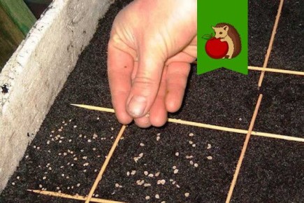 �������� ��� ������� �����: ������ ��� ���?