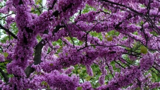 Иудино дерево: История красоты и недопонимания