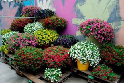 Калибрахоа: яркие акценты для вашего сада