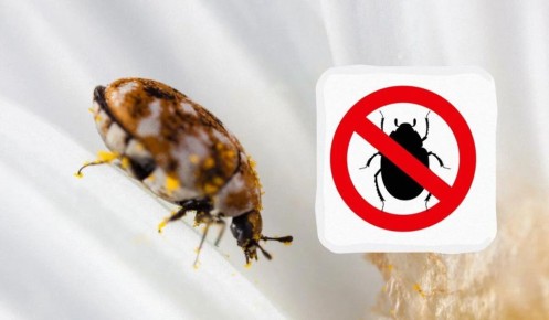 ������� ����� � ����� ����: ��� ���������� � ��������