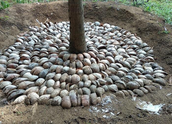 Эффективные виды мульчи для вашего сада: что выбрать и почему