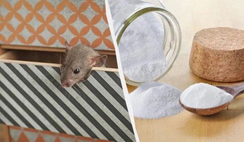 Как избавиться от мышей с помощью простого домашнего компонента
