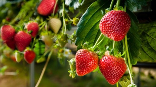 Как увеличить урожай садовой земляники: семь простых правил