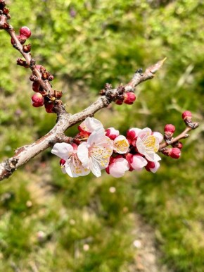 22 ����� � ������ �������. ����������� ������� � ��������� ����� +6� +16 �C. ����� 4-5 �/�