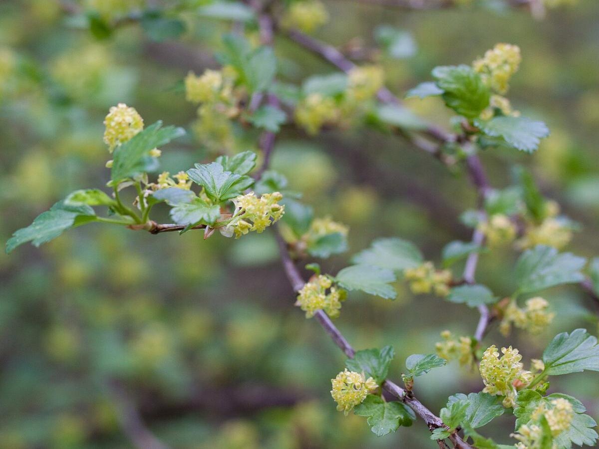 Смородина в вашем саду: секреты и преимущества