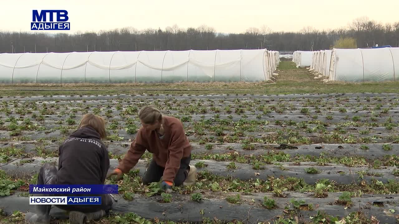 В фермерских теплицах и на полях идет активная вегетация ягодных сельхозкультур