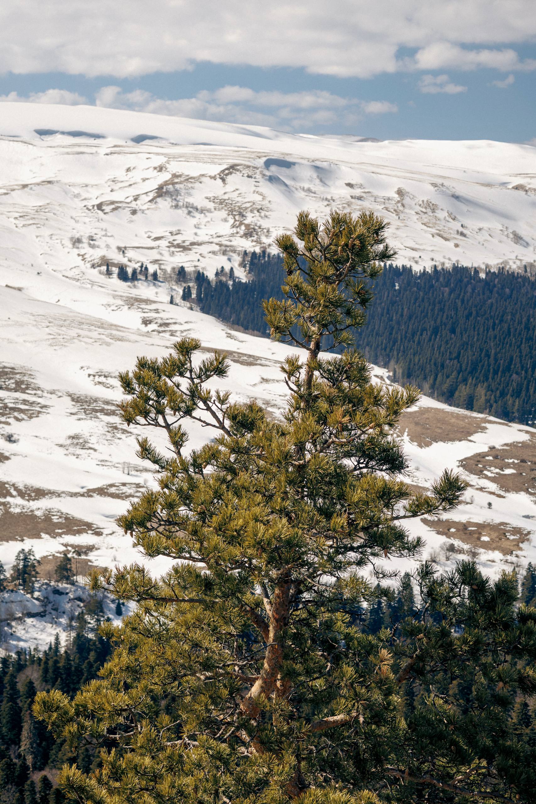 Мурат Кумпилов: Плато Лагонаки в ожидании весны