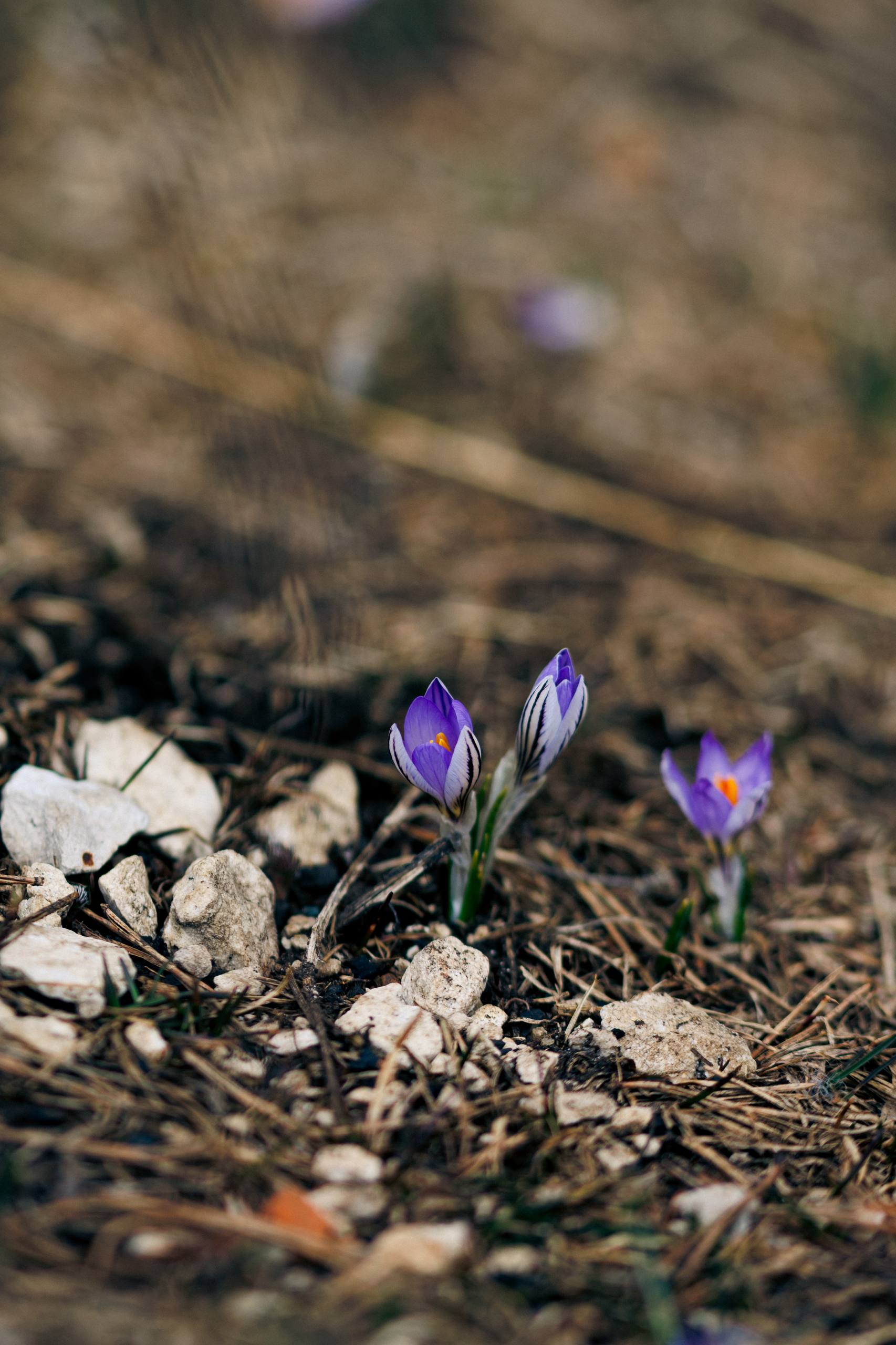 Мурат Кумпилов: Плато Лагонаки в ожидании весны Мурат Кумпилов: Плато Лагонаки в ожидании весны