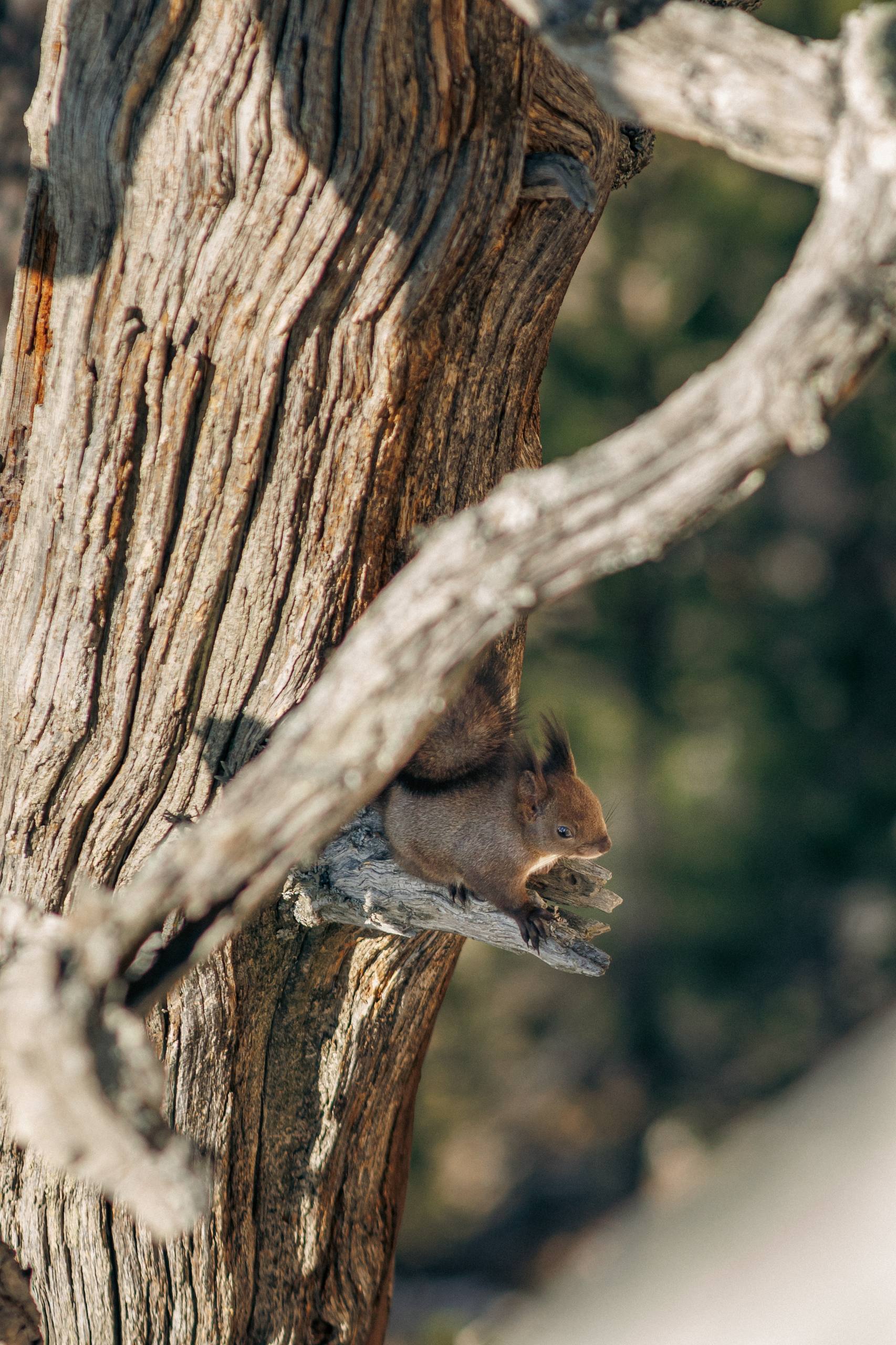 Мурат Кумпилов: Плато Лагонаки в ожидании весны Мурат Кумпилов: Плато Лагонаки в ожидании весны