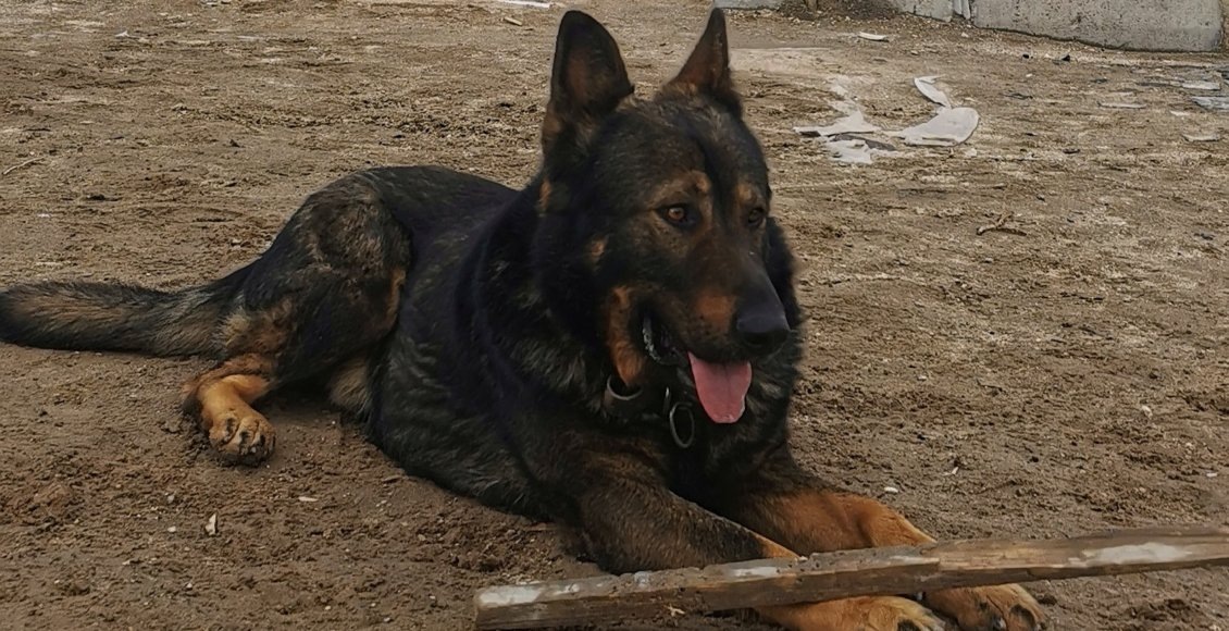 В России планируют повысить штрафы за жестокое обращение с животными