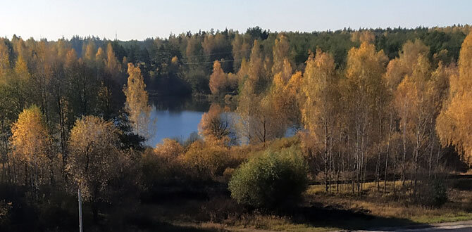 Одуванчики в саду: друзья или враги?