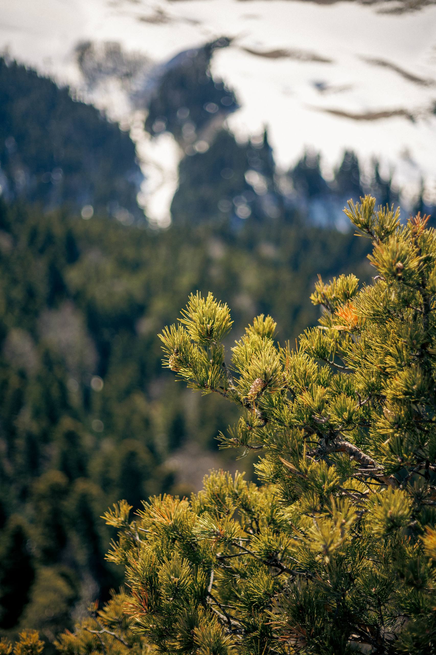 Мурат Кумпилов: Плато Лагонаки в ожидании весны Мурат Кумпилов: Плато Лагонаки в ожидании весны