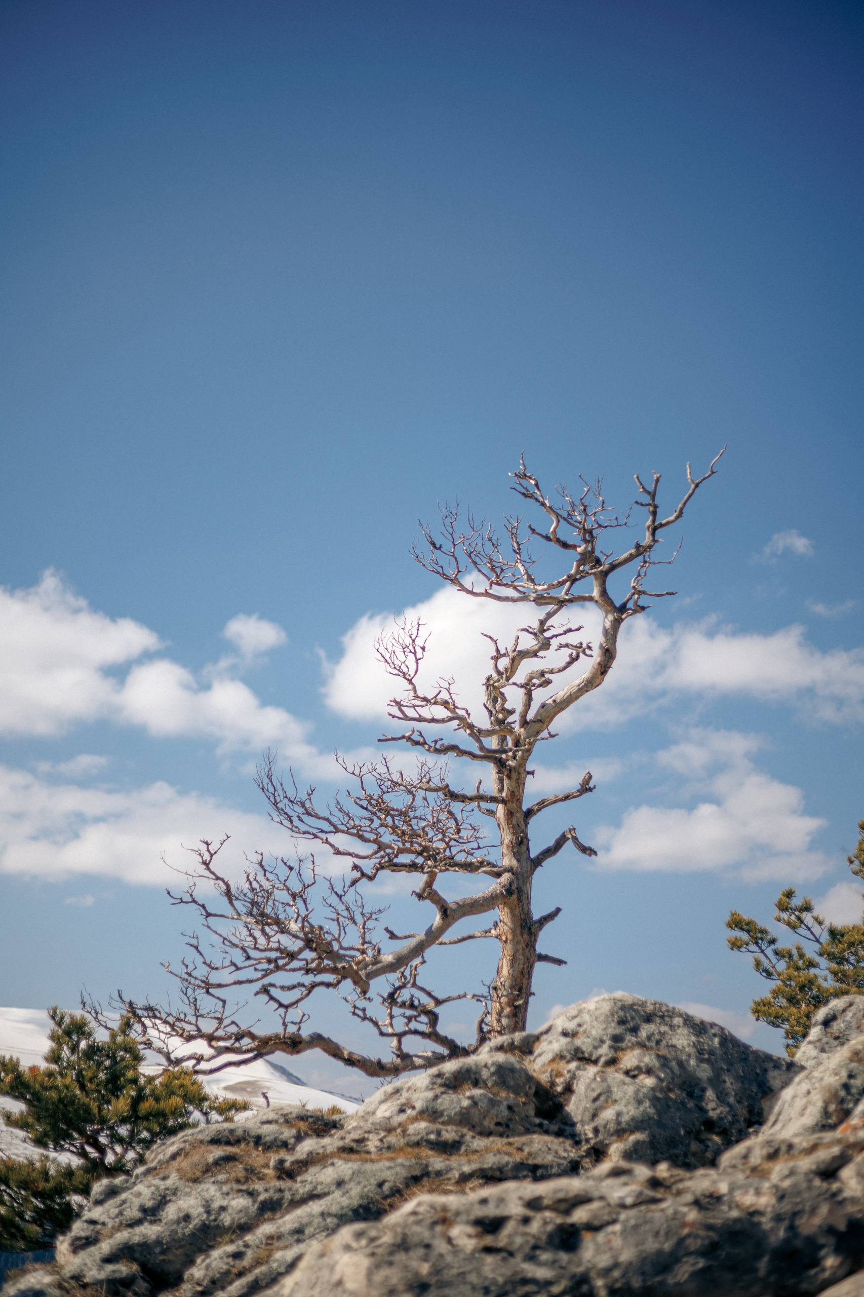 Мурат Кумпилов: Плато Лагонаки в ожидании весны Мурат Кумпилов: Плато Лагонаки в ожидании весны