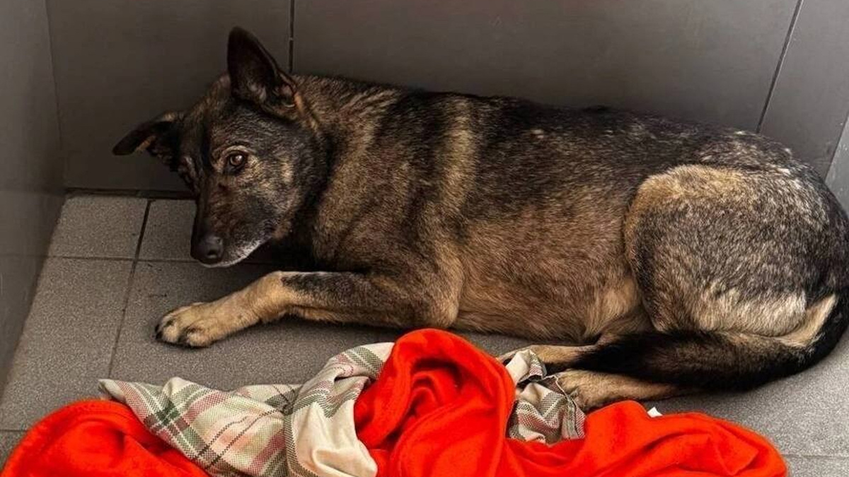 Скандал вокруг увольнения курьера, спасшего бездомную собаку, взорвал соцсети