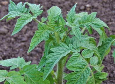 Как спасти тонкую рассаду: советы по подкормке и уходу