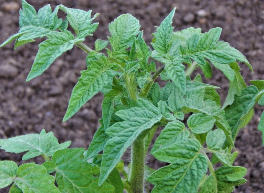 Как спасти тонкую рассаду: советы по подкормке и уходу