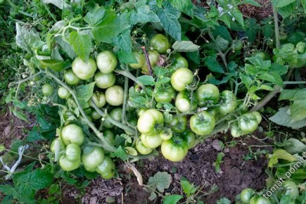 ���������� ����������� ������� ���������������: ��� ��������� ��������� ������