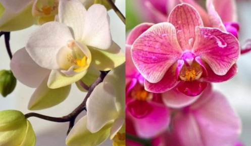 ��� ������� ������� �������� �� �������� ������: ������ ��������