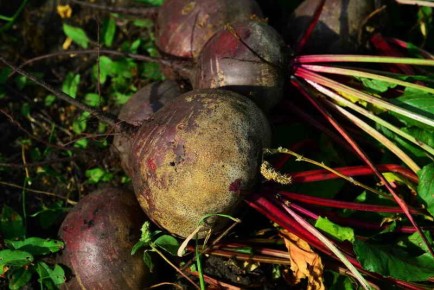 Как правильно организовать севооборот после свеклы