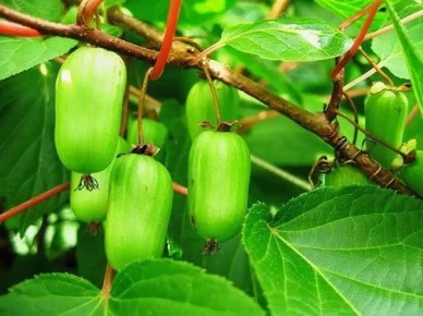 ����������� ���������: ������� ��������� ����� �� ���� �������� ���������