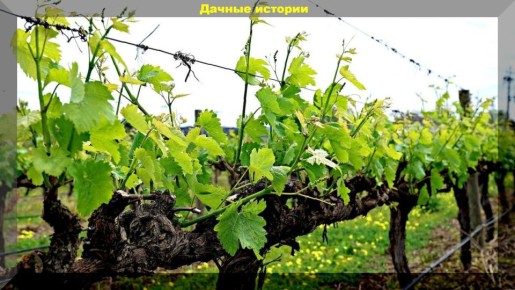 �������� �������� � ����������: ��� ��������� �������� � �����������