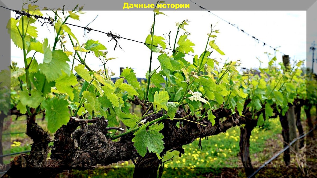 Весенние операции с виноградом: как правильно обрезать и черенковать