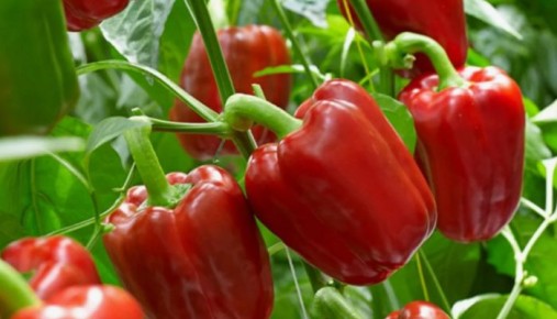 Перец Едино: ранний гибрид с впечатляющими плодами для вашего огорода