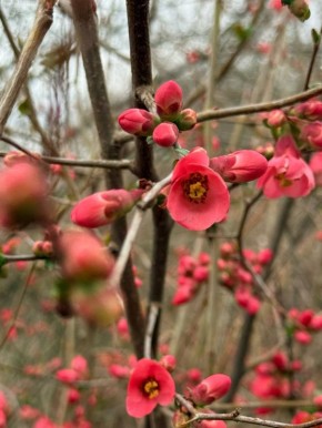 Весеннее цветение в лесу Майкопского района