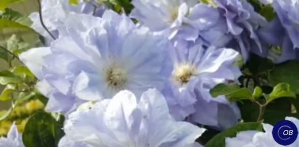 Как ухаживать за клематисами: советы для зеленых насаждений