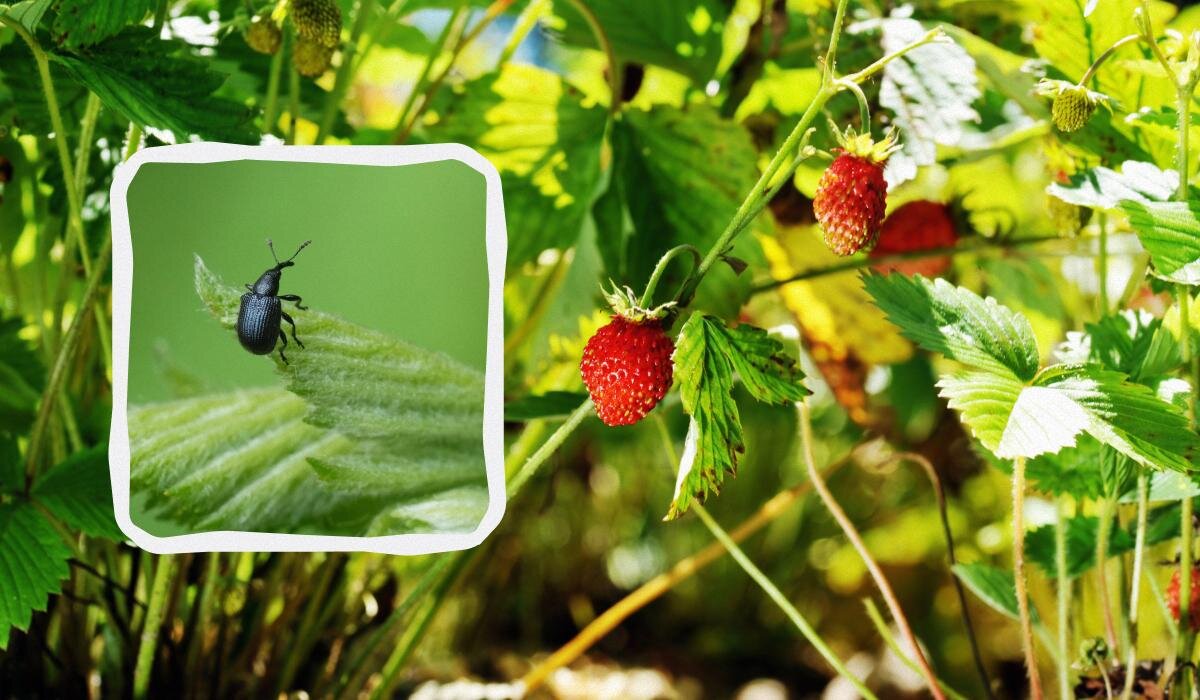 Народные методы борьбы с долгоносиком на клубнике