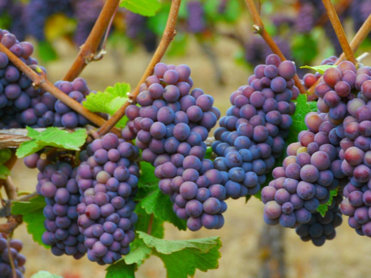 Как вырастить виноград в средней полосе: секреты успешного сада
