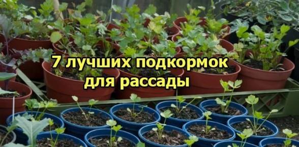Топ-7 удобрений, которые помогут вам вырастить крепкую рассаду