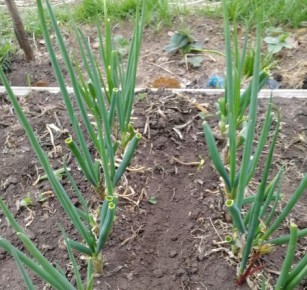 Секреты ухода за луком-батуном: как получить обильный урожай зелени