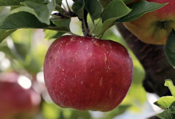 Как правильно использовать лунный календарь для садово-огородных работ