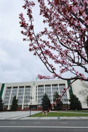 Мурат Кумпилов: На площади им. Ленина в Майкопе цветет слива