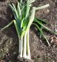 Как вырастить идеальный лук-порей: секреты успешной рассады