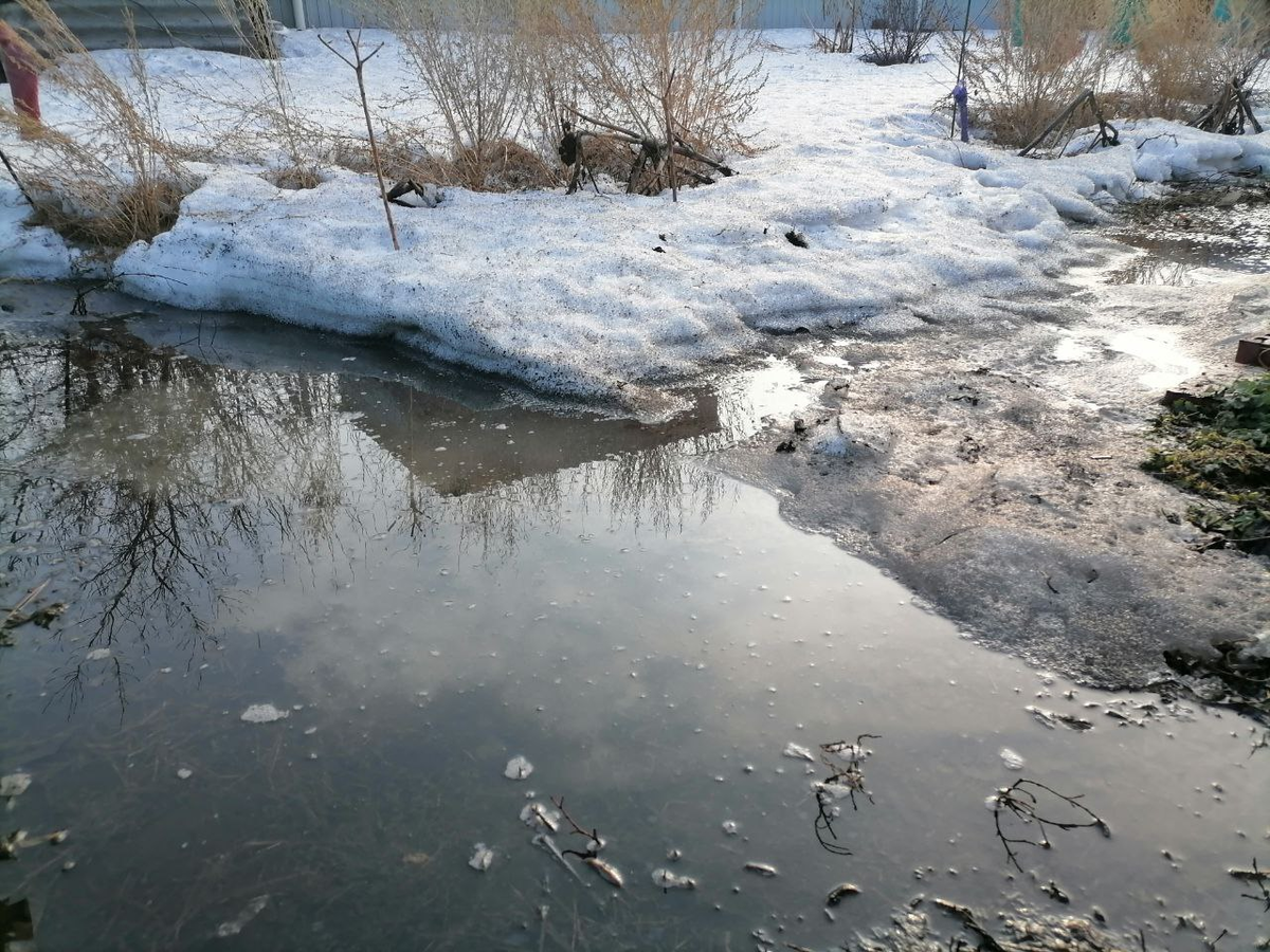 Как сохранить растения в весенний период: советы дачникам