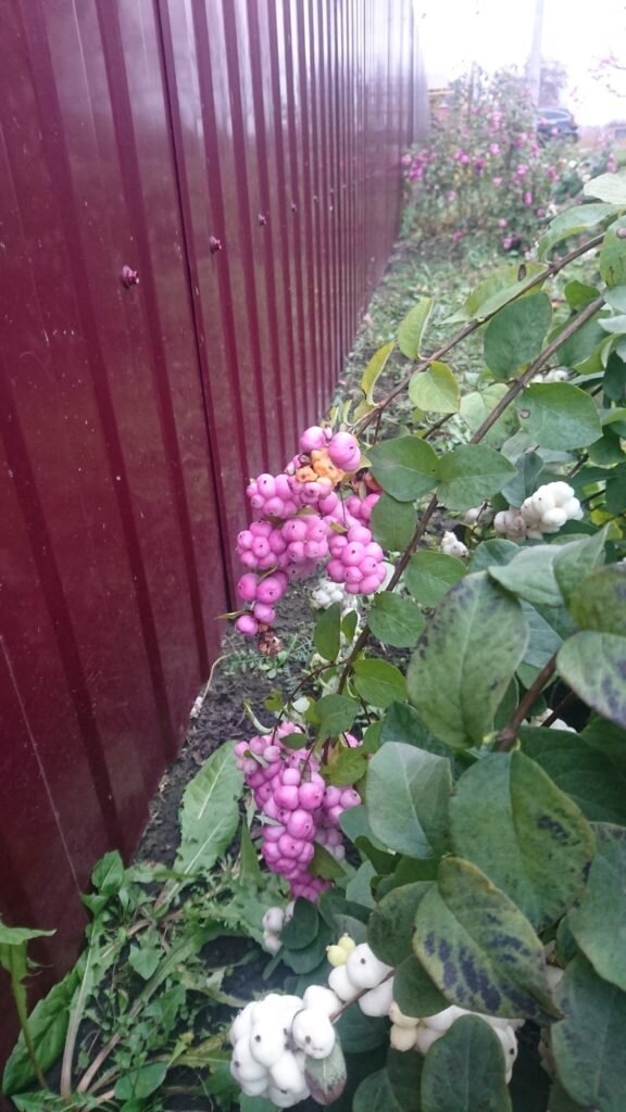 Снежноягодник: зимняя красавица вашего сада