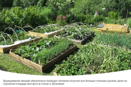Как эффективно использовать маленький участок для больших урожаев