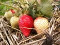 Почему клубнику лучше укрывать, чем мульчировать: пять главных причин