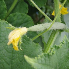 Как вернуть огурцы к жизни: простые советы по устранению проблем с ростом