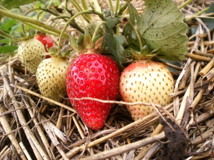 Почему клубнику лучше укрывать, чем мульчировать: пять главных причин