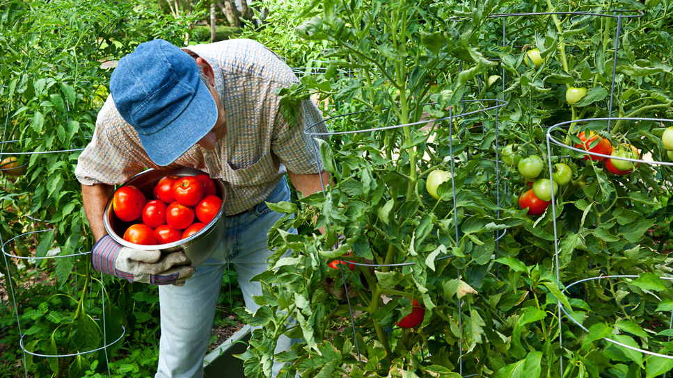 Секреты успешного выращивания томатов: 7 проверенных сортов и три громких провала