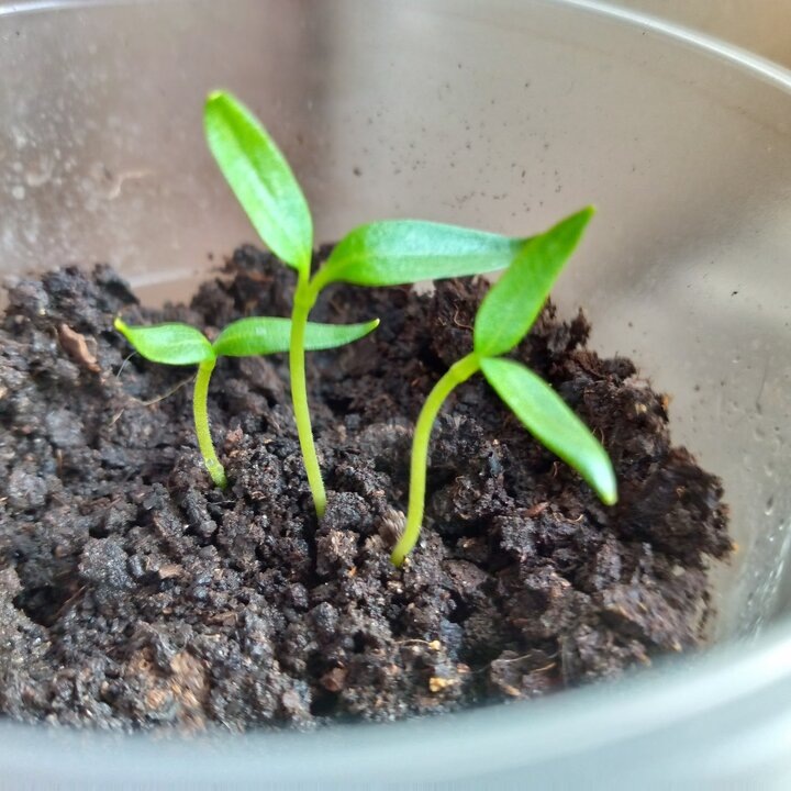 Почему рассада наших бабушек была крепче: три причины для размышления