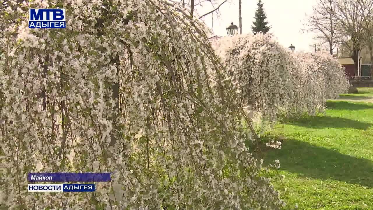Каждую весну бурная жизнь в Японии ненадолго замирает