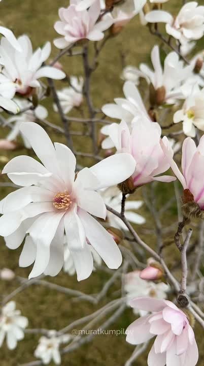Мурат Кумпилов: Долгожданная весна пришла в Адыгею!