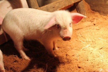 Как избежать отравления свиней: важные советы и первая помощь