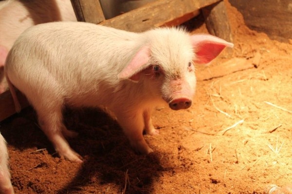 Как избежать отравления свиней: важные советы и первая помощь