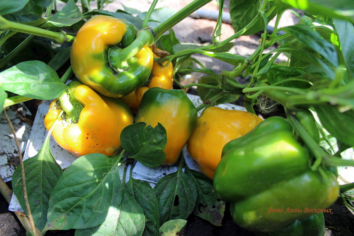 Сладкий перец: секреты успешного урожая и любимые сорта