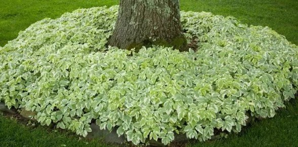 Почему стоит избегать агрессивных почвопокровных растений в вашем саду
